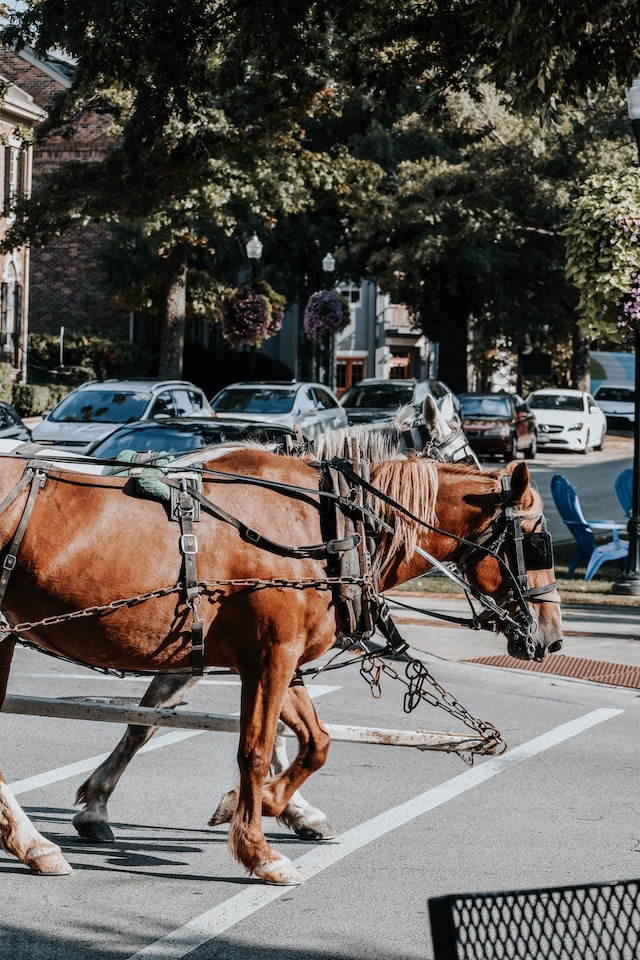 Horse and carriage